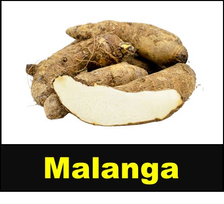 malamangan in english translation|malamán in English .